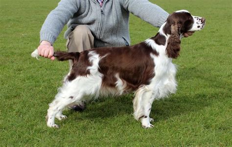 English Springer Spaniel Haircut - which haircut suits my face