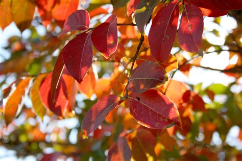 Fall colors emerge as plants prep for winter | Mississippi State ...