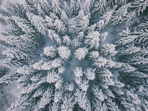 Winter forest, aerial view, spruce, snow, HD wallpaper | Peakpx