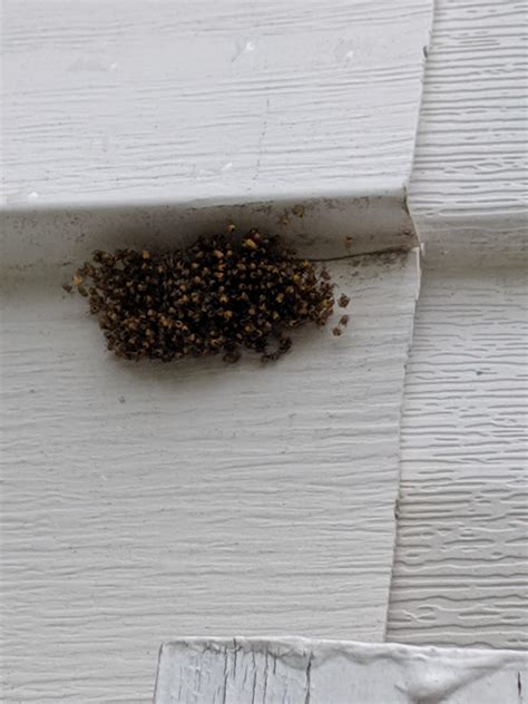 Some sort of spider nest on my house. Each ones a baby spider. : r/WTF