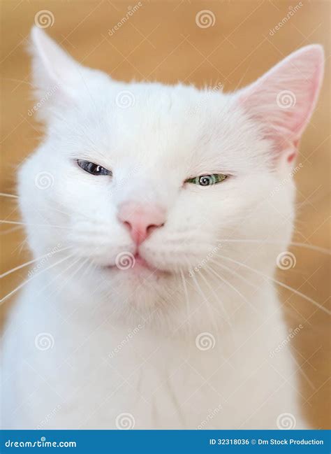 White Cat Funny