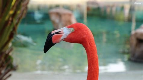 Flamingo Mingle at Discovery Cove - YouTube