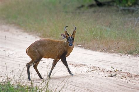 Deer In India | Deer Species In India