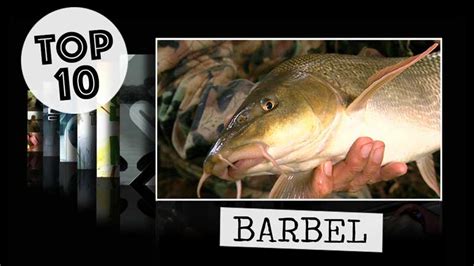 Top 10 Barbel Fishing Videos - Watch on Fishing TV Now