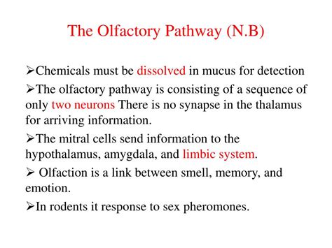 PPT - Olfactory pathway PowerPoint Presentation, free download - ID:3107907