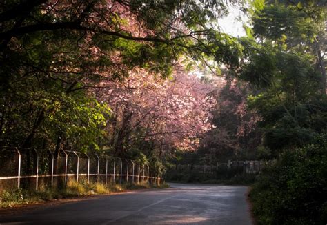 It’s time for Shillong’s cherry blossom festival | Condé Nast Traveller ...