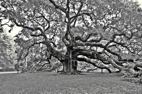 Stunning "Angel Oak" Artwork For Sale on Fine Art Prints