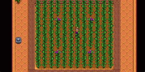 Stardew Valley: How to Grow Ancient Fruit | Game Rant