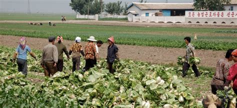 Famine and the Future of Food Security in North Korea : Food First