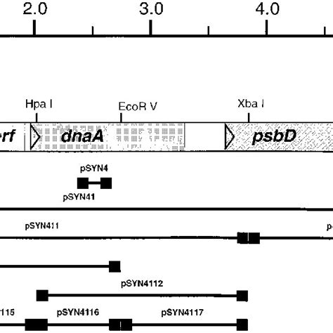 Structure of the dnaA region of the Synechocystis sp. strain PCC6803... | Download Scientific ...