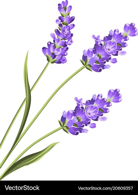 Lavender flowers in closeup Royalty Free Vector Image