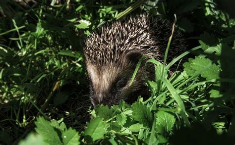 Hedgehog Hibernation Explained – What You Need to Know – thepetsavvy.com