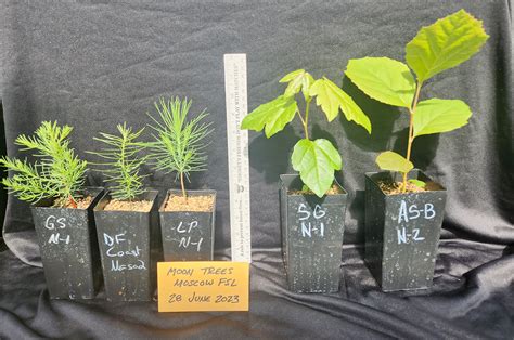 NASA and Forest Service offer seedlings to grow Artemis 'moon trees'