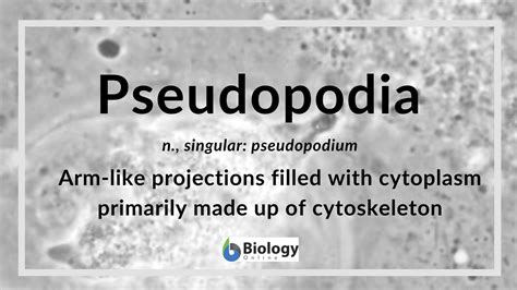 Pseudopodia Definition and Examples - Biology Online Dictionary