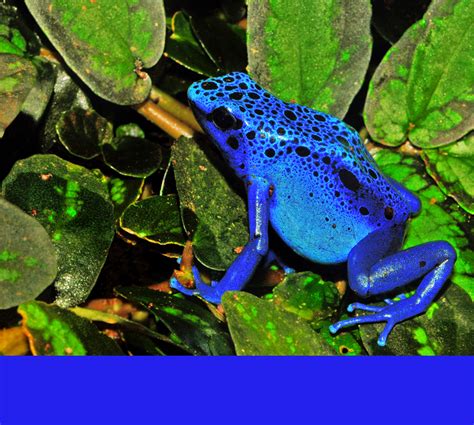 Life in Color: Poisonous and Saturated COLORS (in frogs)