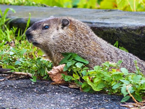 Gale's Photo and Birding Blog: Marmota Monax