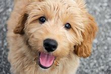 Goldendoodle Puppy Free Stock Photo - Public Domain Pictures