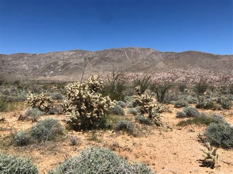 Ocotillo Desert Ride - Los Angeles Motorcycle guided tours in Southern ...