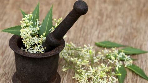 7 Best Medicinal Plants And Their Uses