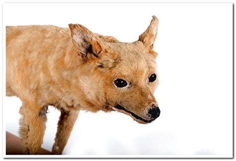 Extinct dog breeds - history, photos and characteristics - Dogsis