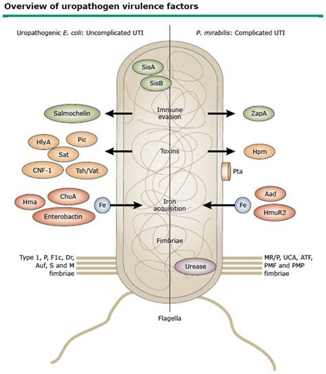 Proteus Mirabilis Uti Treatment