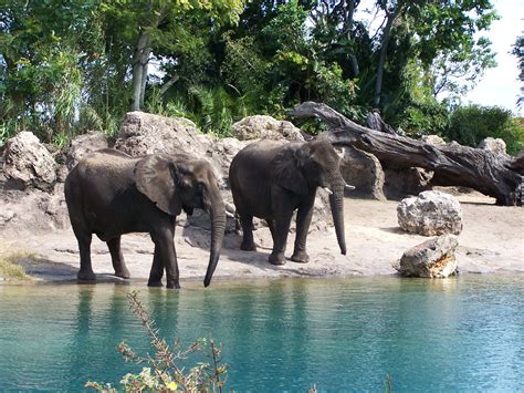 Animal Kingdom Safari Elephants. | Animal kingdom disney, Animal ...