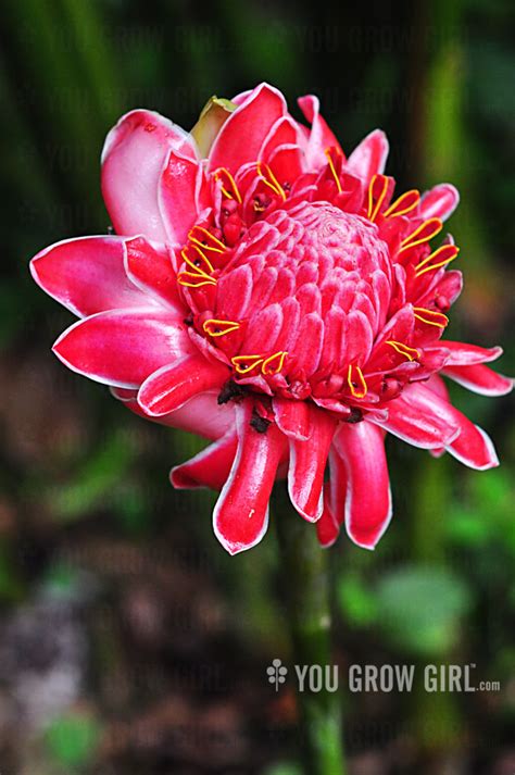 Torch Ginger Flower - You Grow Girl