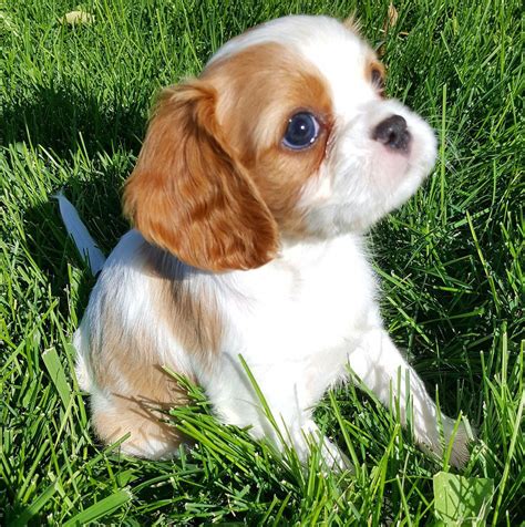 AKC Champion Pedigree Cavalier King Charles Spaniel puppies for sale from Happy Ca… | King ...