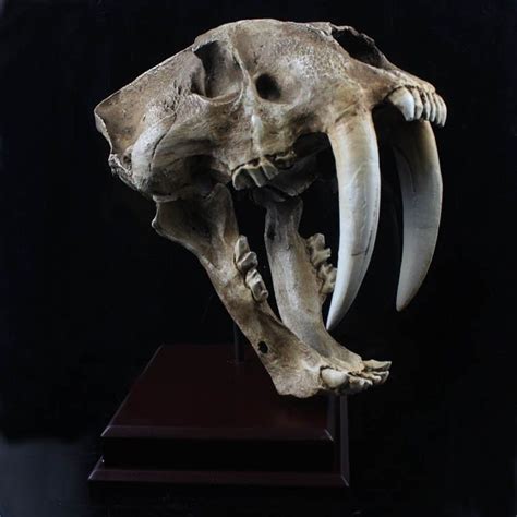 tiger bone - Google 検索 | Animal skeletons, Skull art, Animal skulls