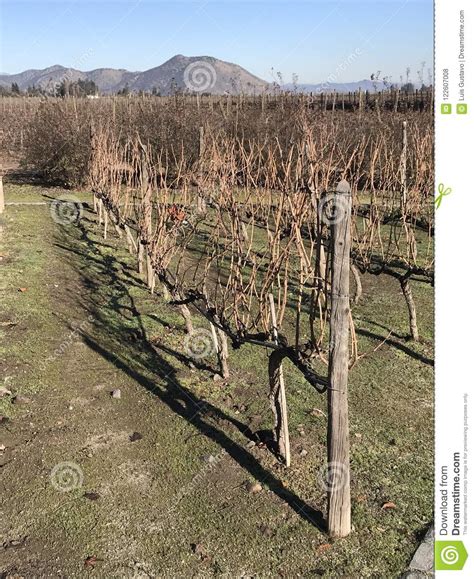 Concha y Toro Winery stock photo. Image of chile, trip - 122607008