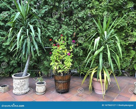 Indoor Plants Standing on the Veranda Stock Image - Image of flora ...