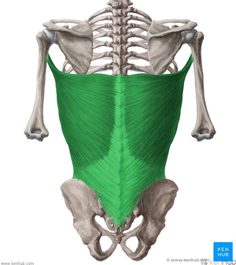 Latissimus dorsi: Origin, insertion, innervation,function | Kenhub