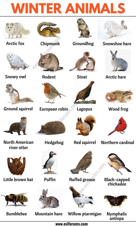 51 Winter Animals: List of Interesting Winter Animals in English