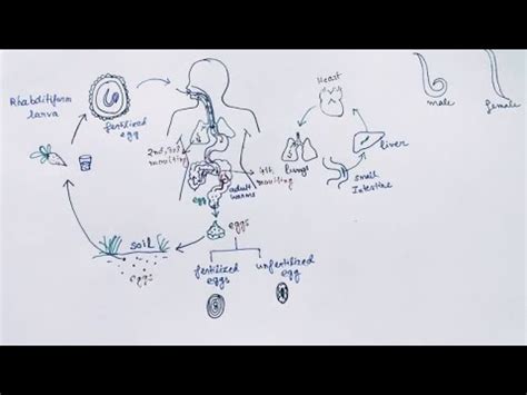 Ascaris Lumbricoides Life Cycle