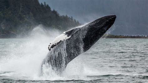 Mendenhall Glacier & Juneau Whale Watching Combo Tour - Juneau Tours and Excursions - Juneau, AK