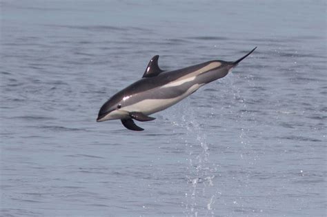 File:Atlantic white-sided dolphin.jpg - Wikimedia Commons