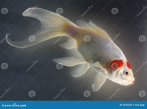 Radioactive fish stock image. Image of tail, fish, water - 5476335