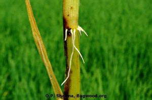 Bakanae and Foot Rot | Pests & Diseases