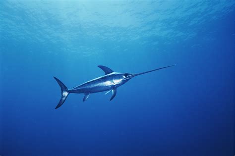 Category:Sailfish and Marlin | Animals Wiki | Fandom