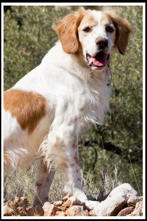 Pin on Doggies >> Spaniels