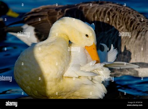 White Mallard duck the result of native Mallards breeding with domestic ...