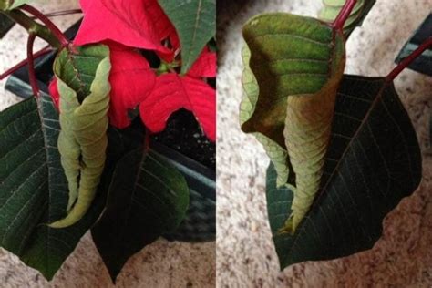 9 Causes Of Poinsettia Dying (And Ways To Revive It) - Garden For Indoor