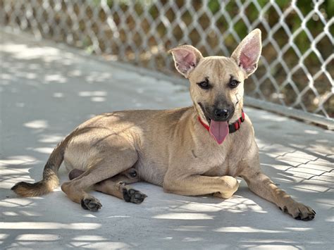 Dogs for Adoption — Central Texas SPCA