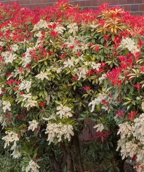 Pieris japonica 'Mountain Fire' | Japanese Pieris (Andromeda)