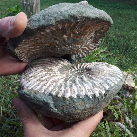 Rare Whole Ammonite in a Tethys Ocean Matrix|Rough Untreated Ammonite|Belemnite|Genuine Rare ...