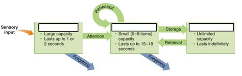 The Atkinson-Shiffren Model of Memory Diagram | Quizlet