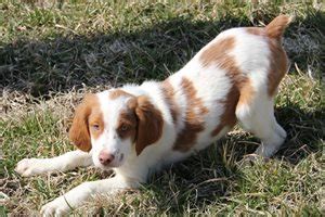 Brittany Spaniel Puppies for Sale from Reputable Dog Breeders