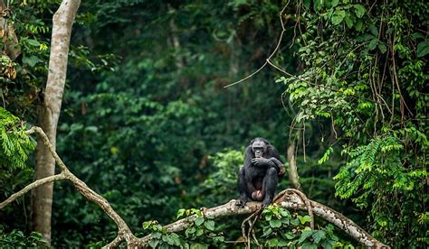 Where Is The Congo Rainforest? - WorldAtlas.com