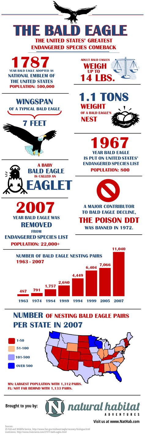 Bald Eagle Interesting Facts