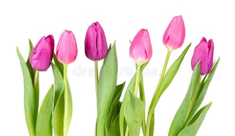 Pink Tulips Isolated Against White Background Stock Photo - Image of romantic, copy: 136352836